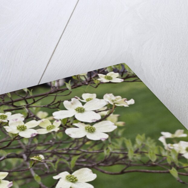 Spring, Dogwood Trees in Bloom by Anonymous