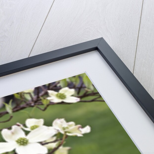 Spring, Dogwood Trees in Bloom by Anonymous