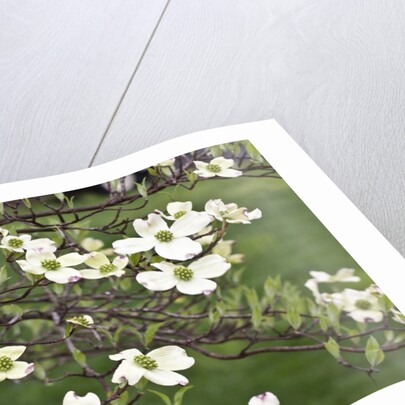 Spring, Dogwood Trees in Bloom by Anonymous