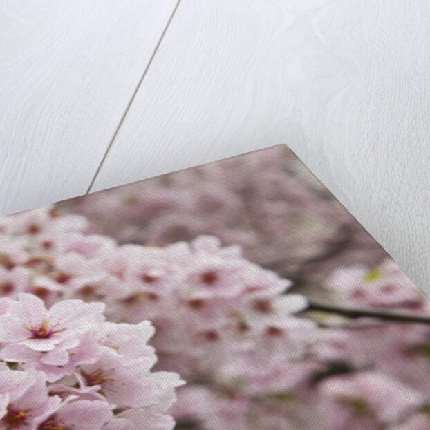 Close-up of Cherry Blossoms by Anonymous