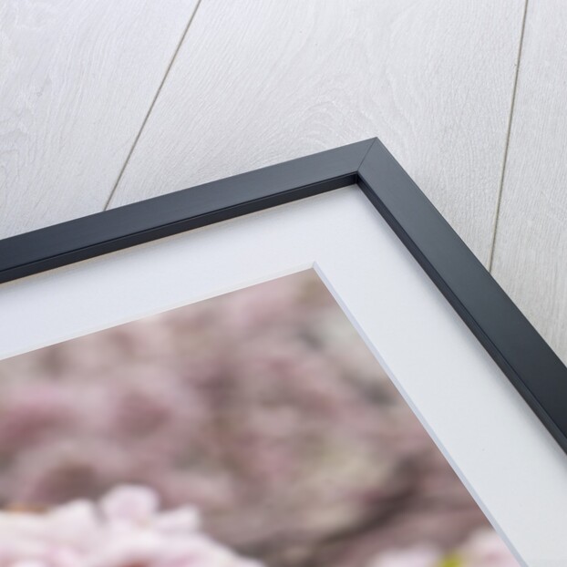Close-up of Cherry Blossoms by Anonymous