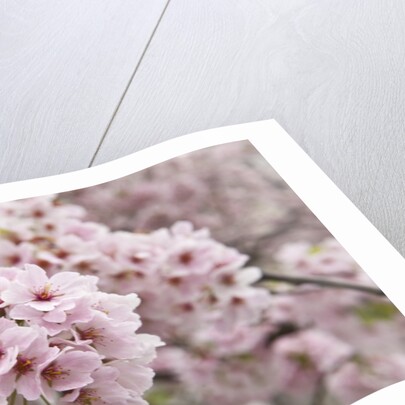 Close-up of Cherry Blossoms by Anonymous