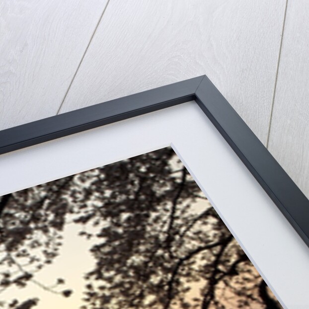 Sunrise over Tidal Basin by Anonymous