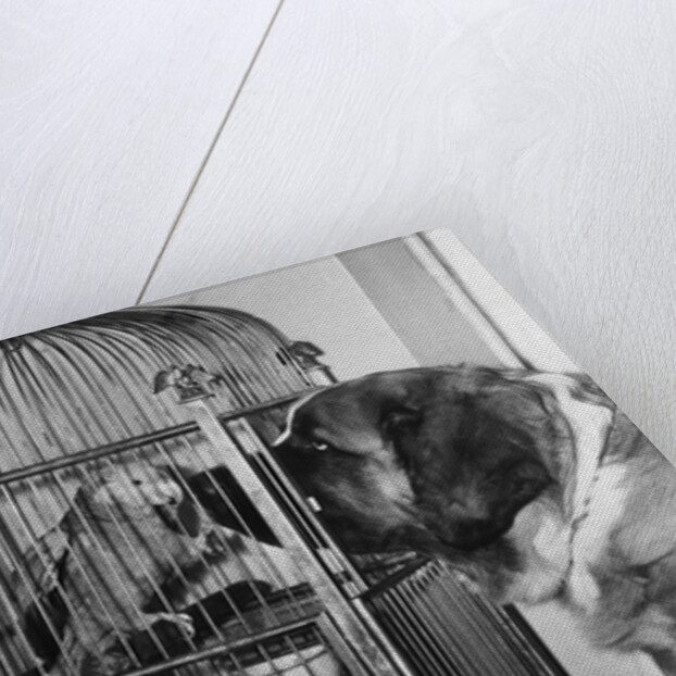 Dog looking at parrot in cage by Anonymous