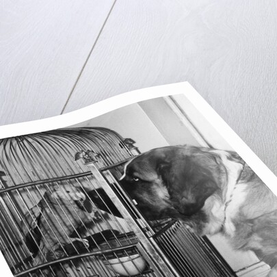 Dog looking at parrot in cage by Anonymous