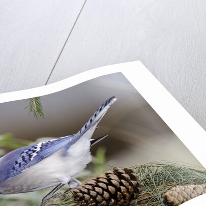 Blue Jay by Anonymous