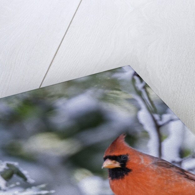 Northern Cardinal by Anonymous