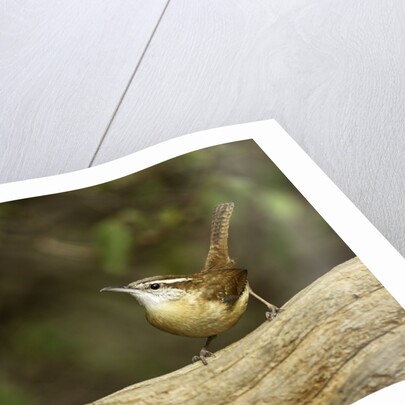 Carolina Wren by Anonymous