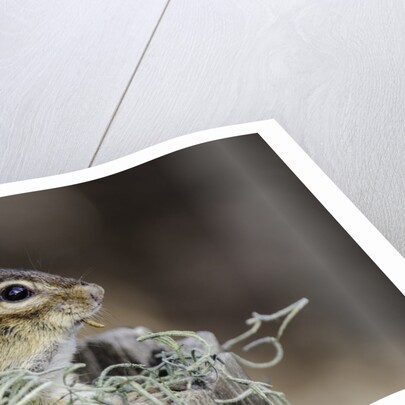 Eastern Chipmunk by Anonymous