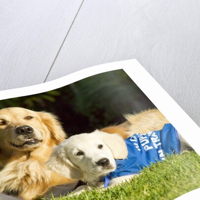 Golden Retriever puppies by Anonymous