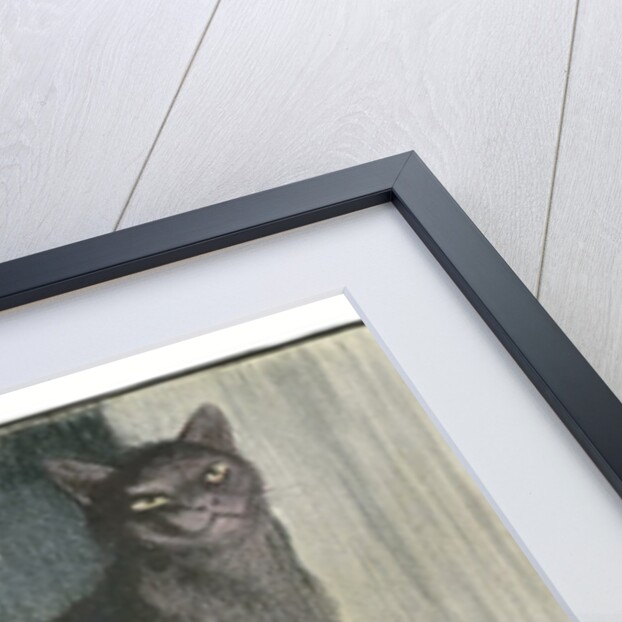 A White and Black Cat Sitting on a City Stoop by Anonymous
