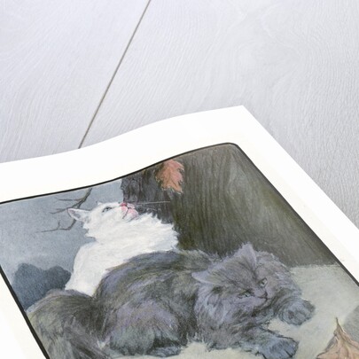 A White and Gray Persian Cat on a Park Bench in the Fall by Anonymous