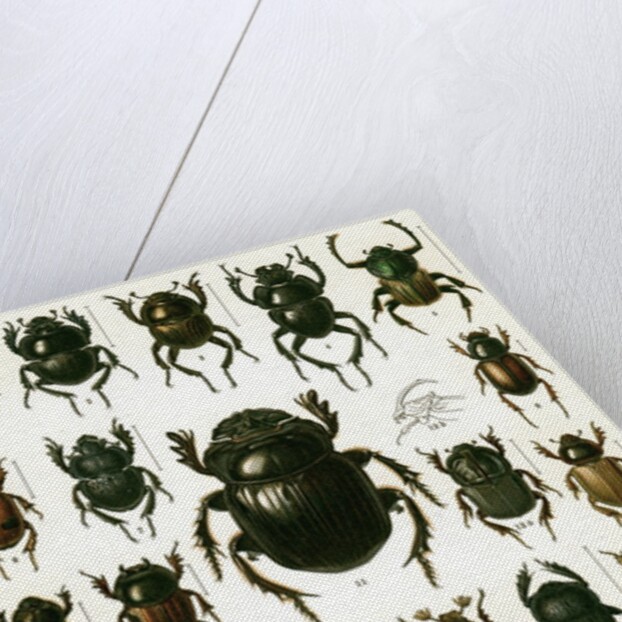 Vintage Illustration of Varieties of European Beetles by Anonymous