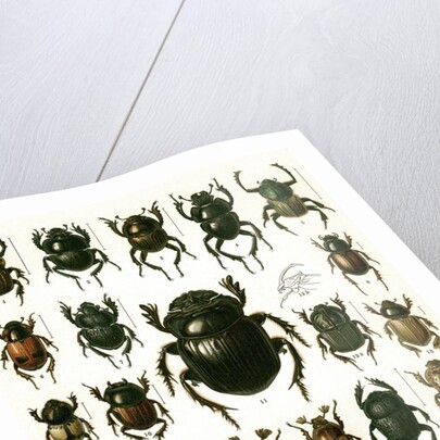 Vintage Illustration of Varieties of European Beetles by Anonymous