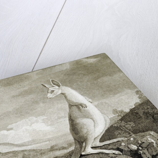Illustration of kangaroo by Anonymous