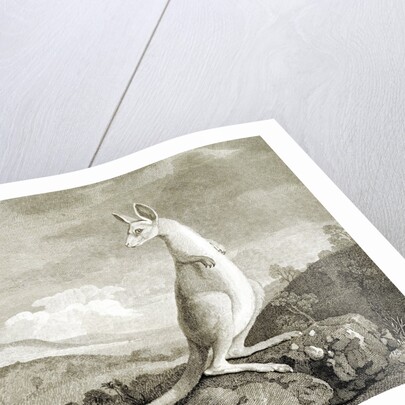 Illustration of kangaroo by Anonymous