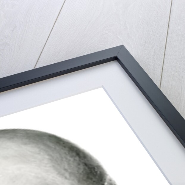 Lateral View of Human Skull. by Anonymous