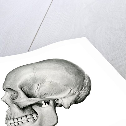 Lateral View of Human Skull. by Anonymous