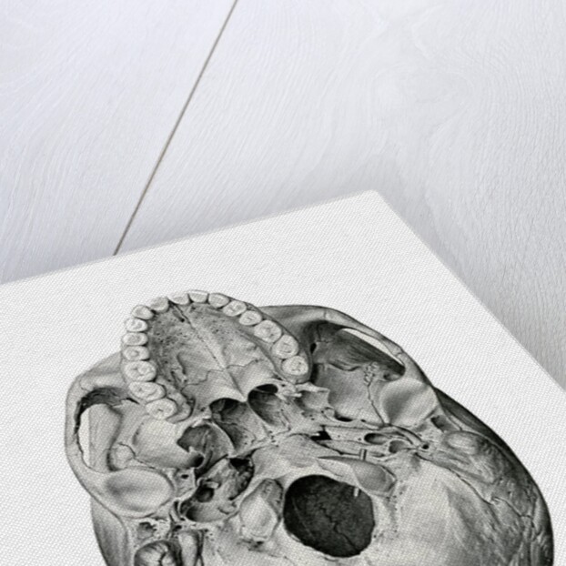 Ventral View of Human Skull by Anonymous