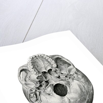 Ventral View of Human Skull by Anonymous