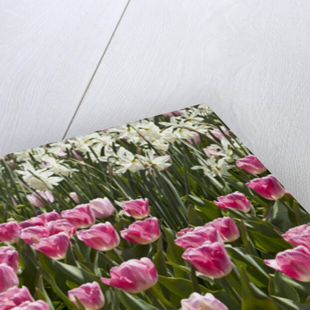 Tulips bed bloom by Anonymous