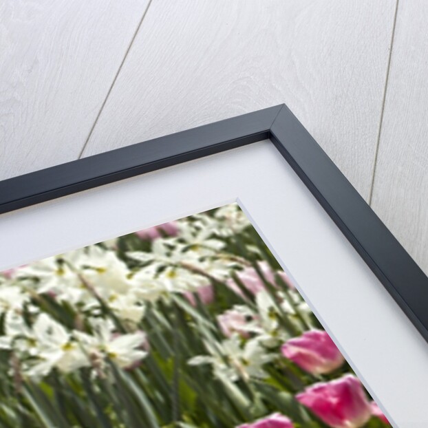 Tulips bed bloom by Anonymous