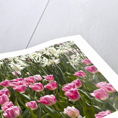 Tulips bed bloom by Anonymous
