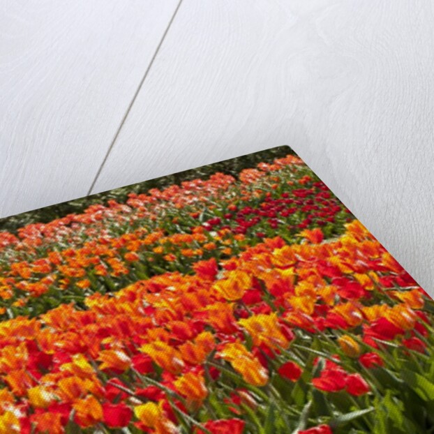 Tulips in bloom by Anonymous