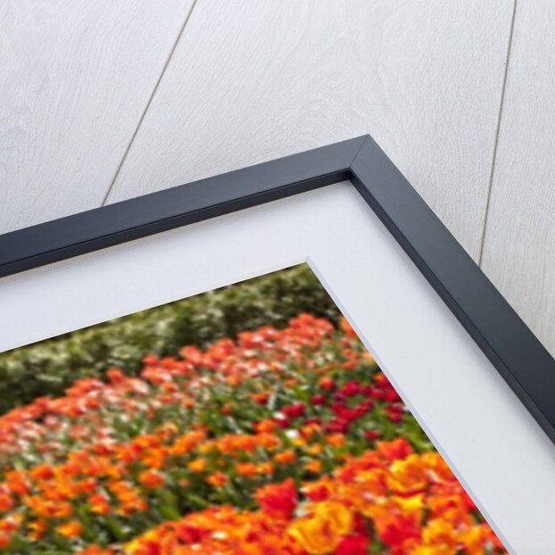 Tulips in bloom by Anonymous