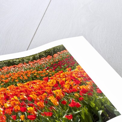 Tulips in bloom by Anonymous