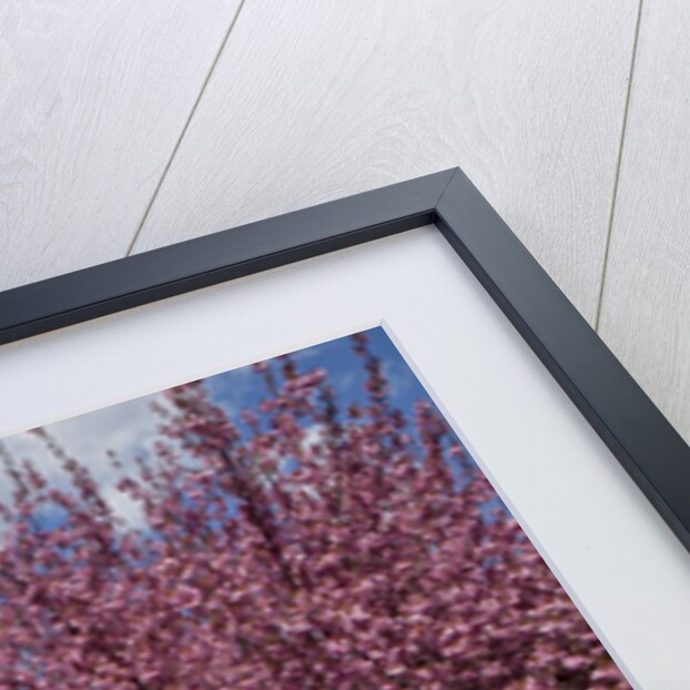 Cherry trees in bloom by Anonymous