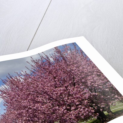 Cherry trees in bloom by Anonymous