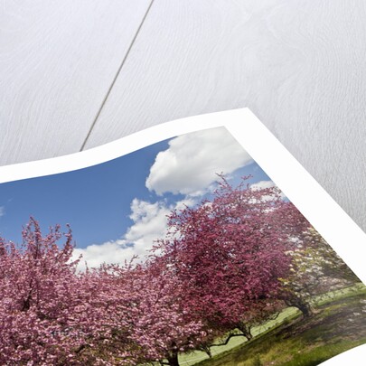 Cherry trees in bloom by Anonymous