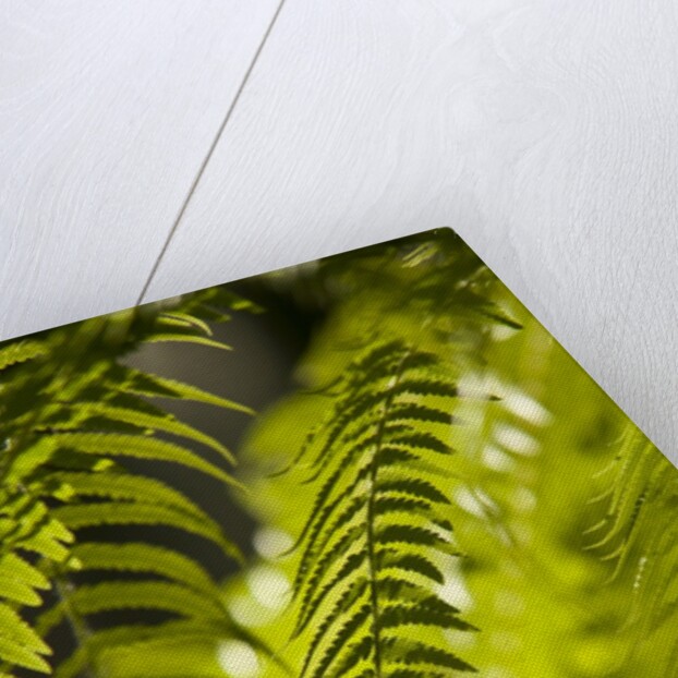 Fern Leaf by Anonymous