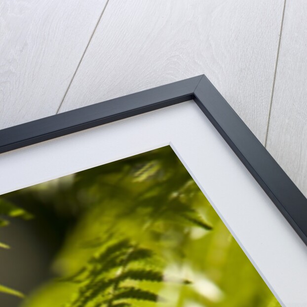 Fern Leaf by Anonymous