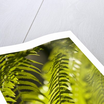 Fern Leaf by Anonymous