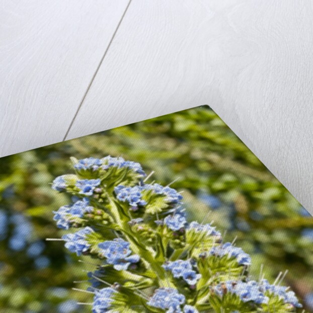 Viper's Bugloss or Blueweed by Anonymous