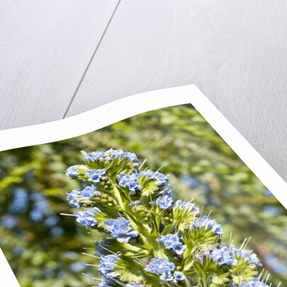 Viper's Bugloss or Blueweed by Anonymous