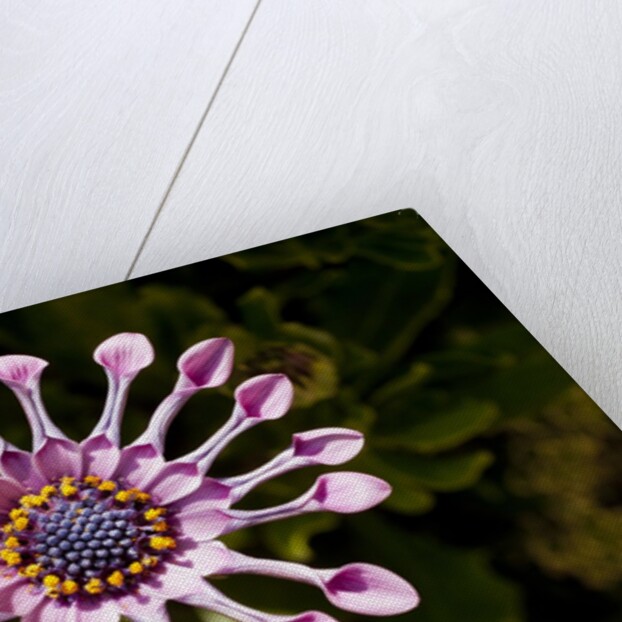 Chanticleer Gardens by Anonymous