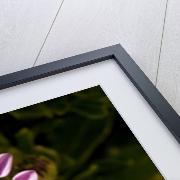 Chanticleer Gardens by Anonymous