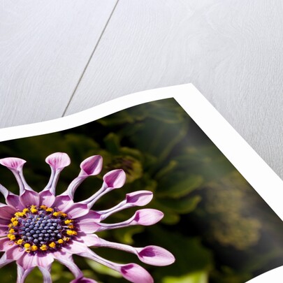 Chanticleer Gardens by Anonymous