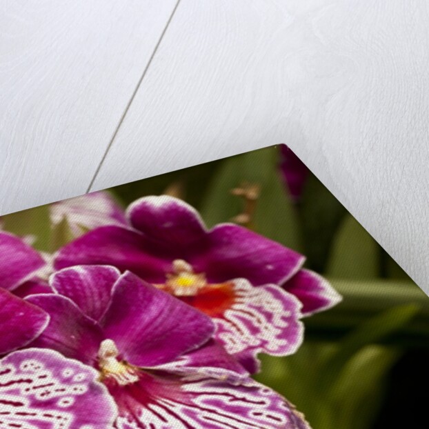 Purple Butterfly Orchids by Anonymous