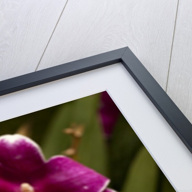 Purple Butterfly Orchids by Anonymous