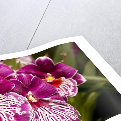 Purple Butterfly Orchids by Anonymous