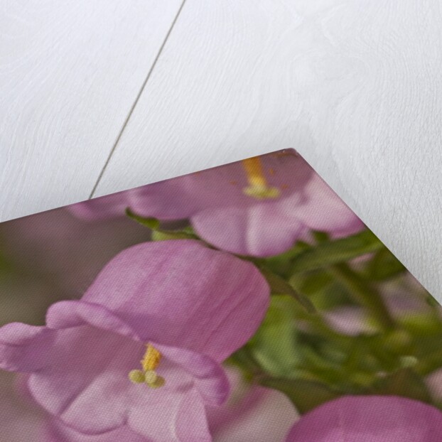 Longwood Garden by Anonymous