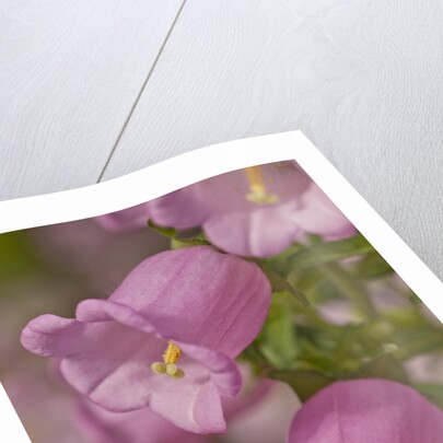 Longwood Garden by Anonymous