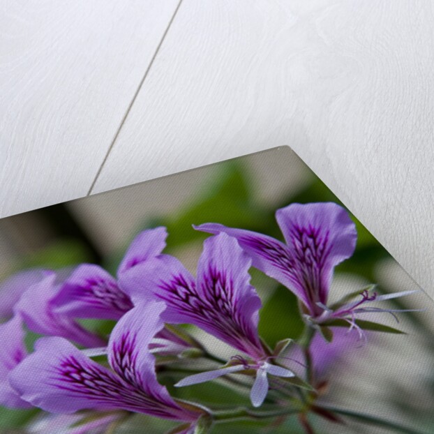 Purple Rhododendron by Anonymous