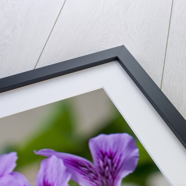 Purple Rhododendron by Anonymous