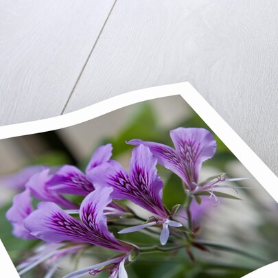 Purple Rhododendron by Anonymous