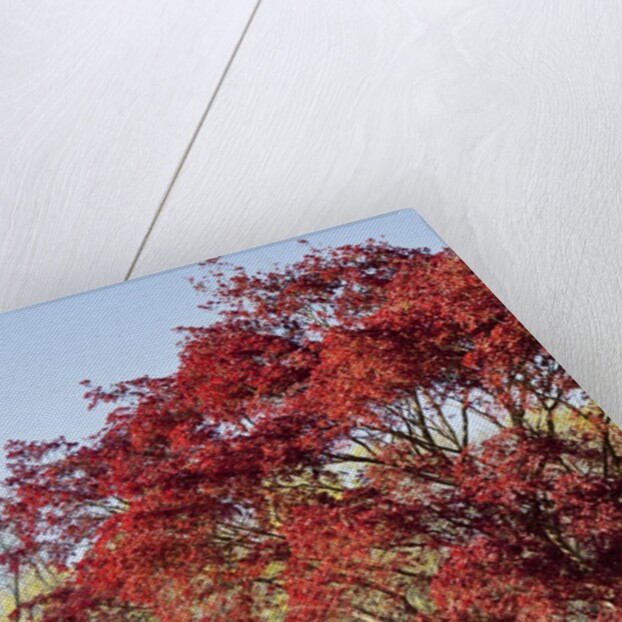 Japanese Maple by Anonymous